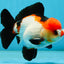 A Grade Pompom Tricolor Yuanbao Male 4.5 inches #062725YB_08