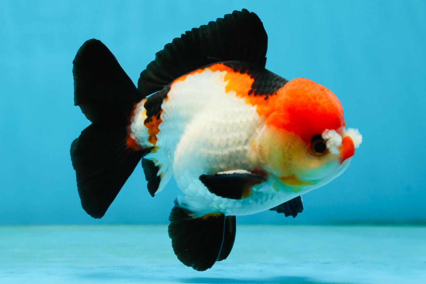 A Grade Pompom Tricolor Yuanbao Male 4.5 inches #062725YB_08