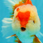 AAA Grade Red White Oranda Female 6-6.5 inches #032026OR_07