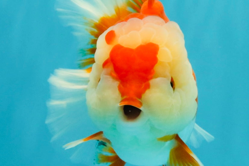 AAA Grade Red White Oranda Female 6-6.5 inches #032026OR_07