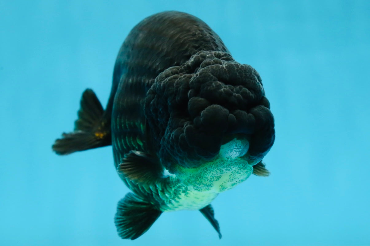 AAA Grade Strong Body Structure Godzilla Black LionKing 5-5.5 inches #051625LC_09