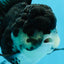 A Grade Panda Oranda Female 5  inches #0927OR_27