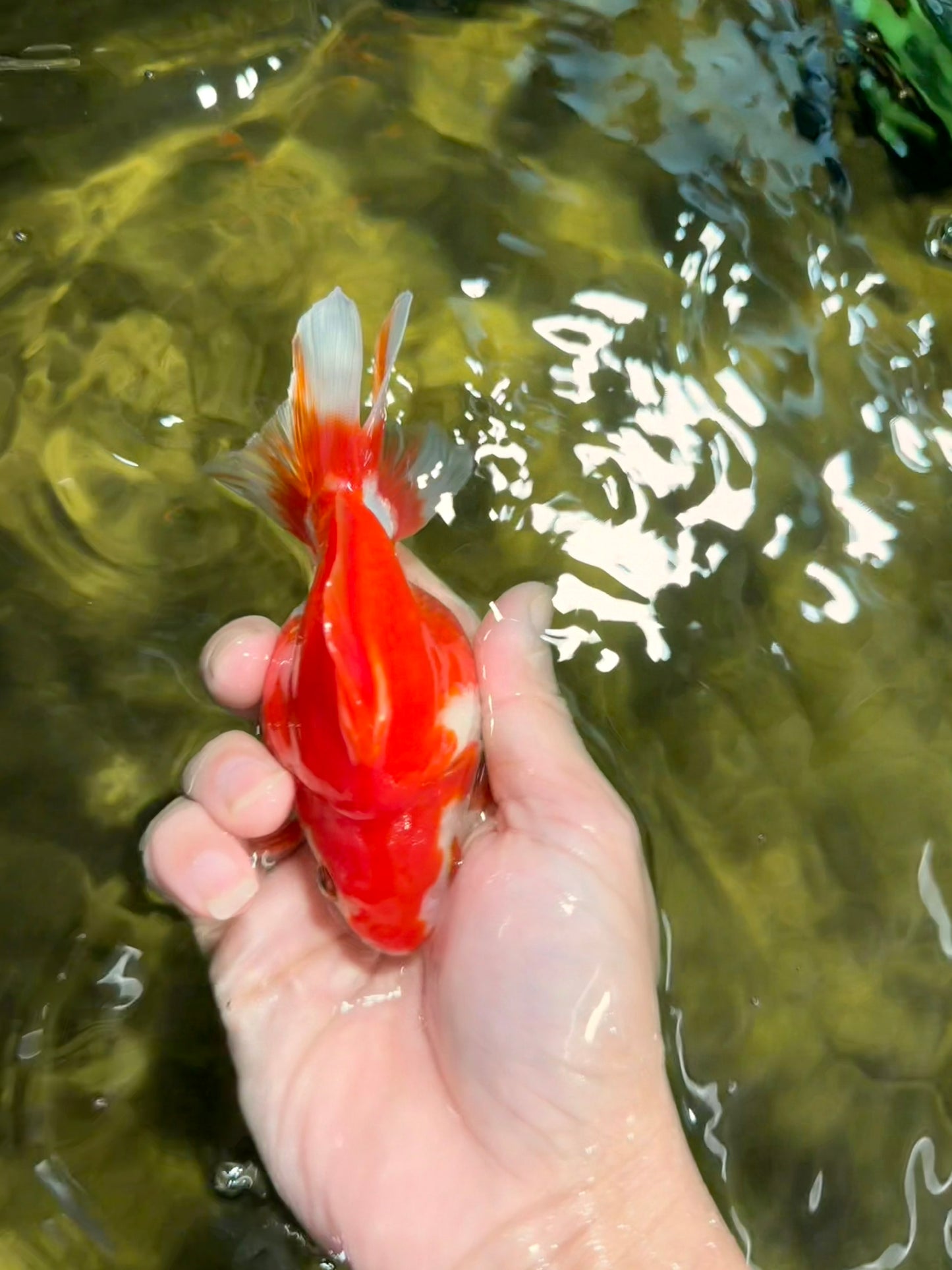 A Grade Red White Ryukin Male 4.5 inches #111425RK_11