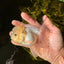 A Grade BULLDOG Lemonhead Oranda Male 4.5-5 inches #1018OR_22