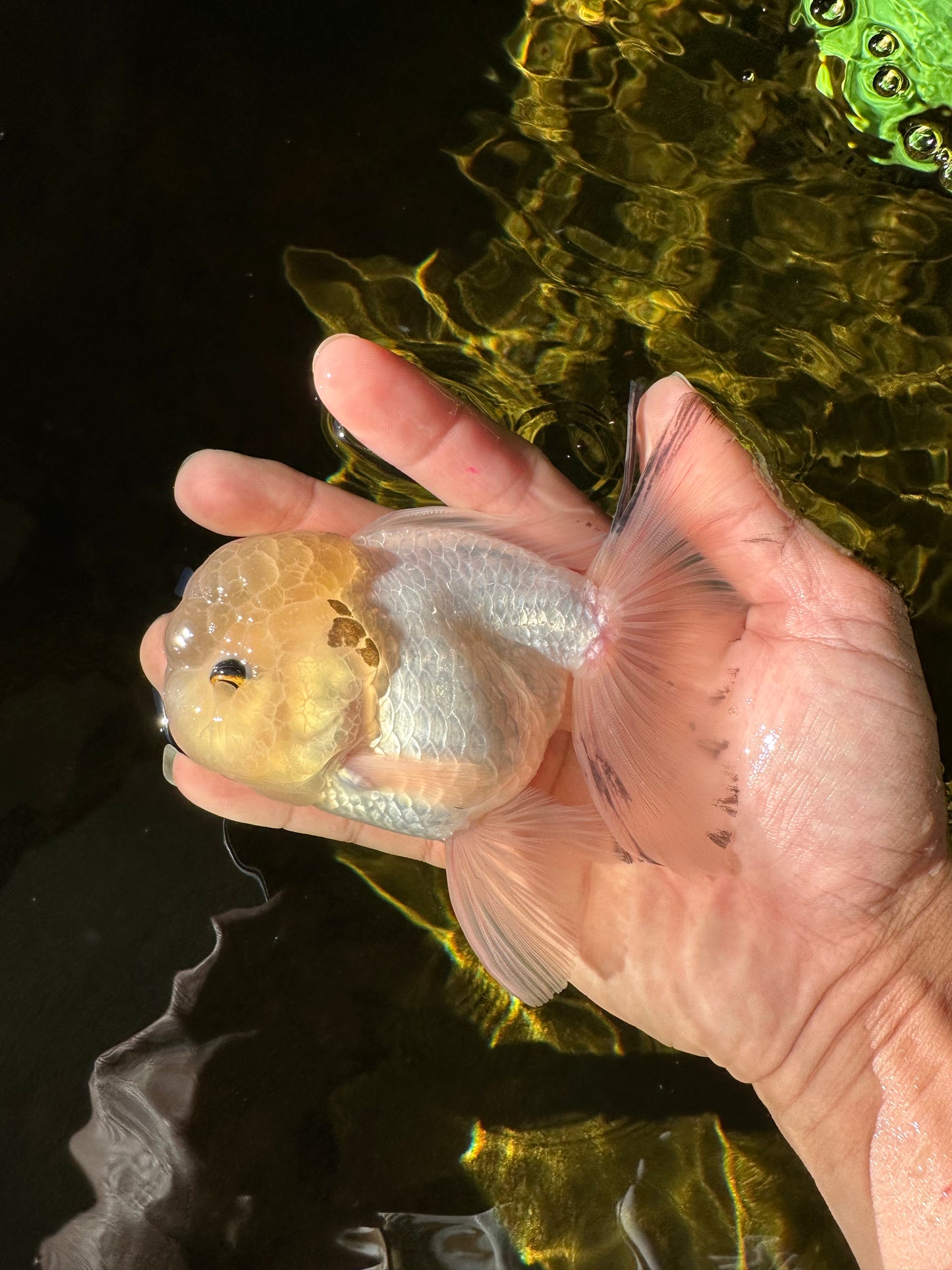 A Grade BULLDOG Lemonhead Oranda Male 4.5-5 inches #1018OR_22