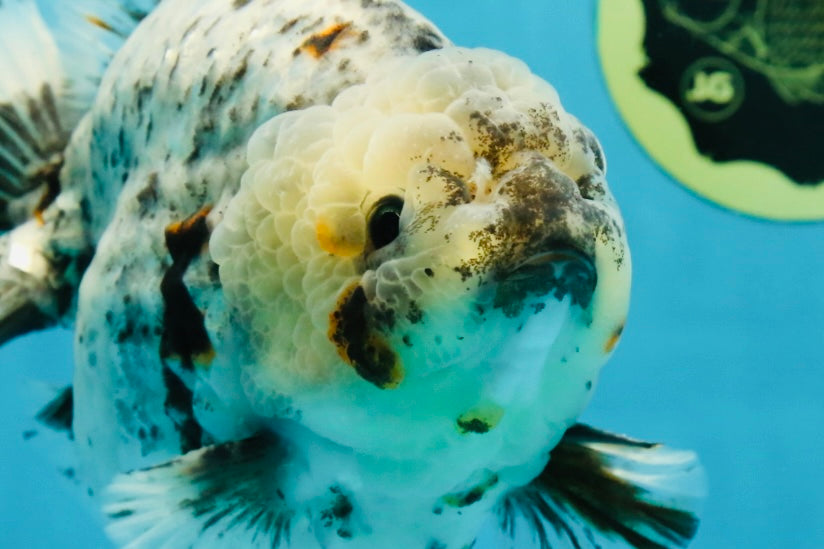 MONSTER AAA Grade White Tiger Yuanbao Male 7-7.5 inches #042525_01