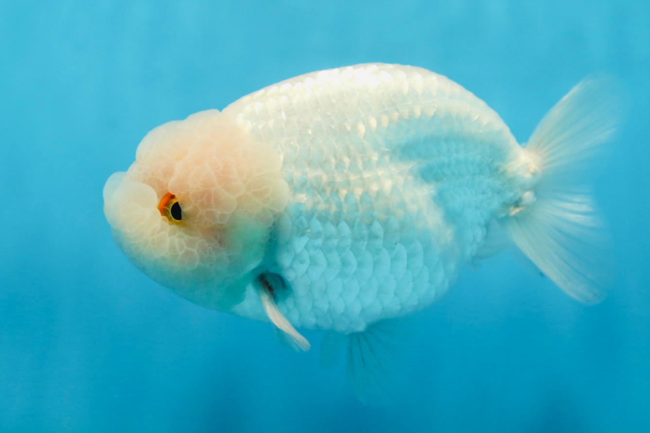 AAA Grade Snow White LionKing 5-5.5 inches #082925LC_18