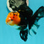 A Grade Monster Red Head Tricolor Oranda Male 5 inches #110124OR_16