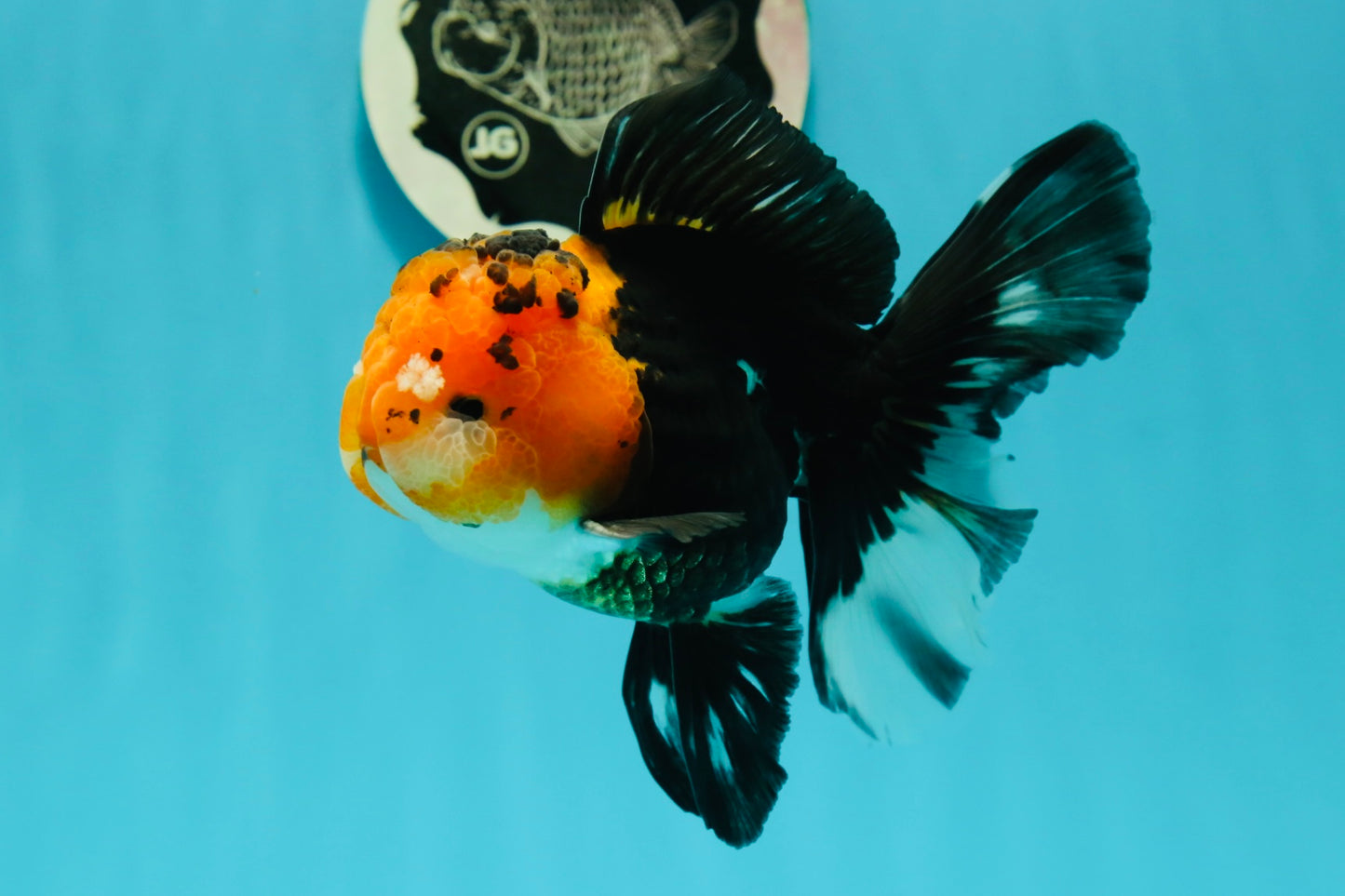 A Grade Monster Red Head Tricolor Oranda Male 5 inches #110124OR_16