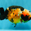 Chinese Tricolor Ranchu Male 5.5 inches #041026RC_20