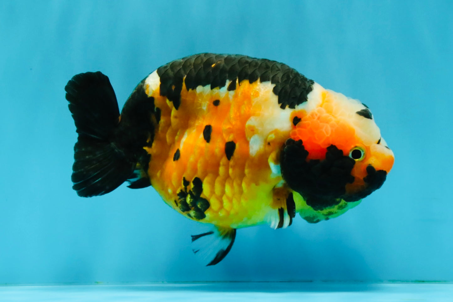 Chinese Tricolor Ranchu Male 5.5 inches #041026RC_20