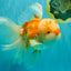 MASHMALLOW A Grade Red White Oranda Male 8 inches #090426OR_15