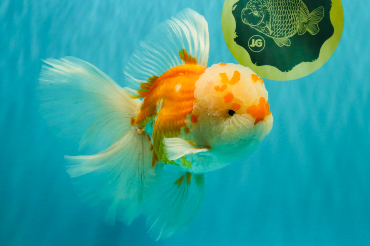 MASHMALLOW A Grade Red White Oranda Male 8 inches #090426OR_15