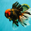 A Grade Tiger Oranda Male 7.5-8 inches #101626OR_17