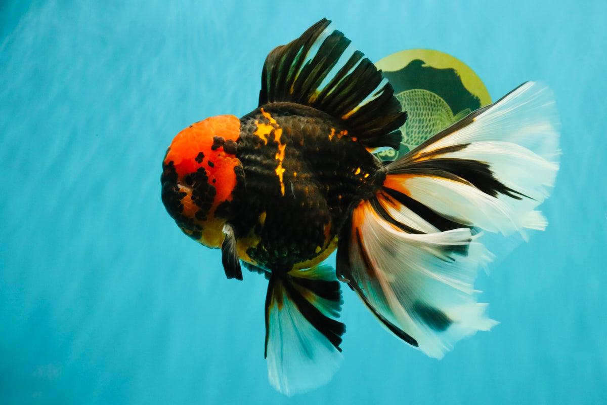 A Grade Tiger Oranda Male 7.5-8 inches #101626OR_17