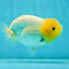 TRULY Lemonhead Lionchu Male 4 inches #1004LC_17