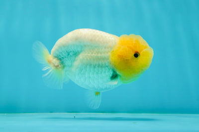 TRULY Lemonhead Lionchu Male 4 inches #1004LC_17