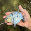 AAA Grade White Tiger Blue Base Ranchu Female 4.5 inches #062626RC_10