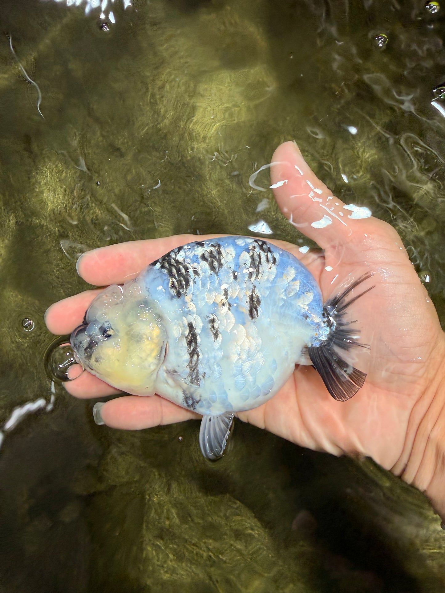 AAA Grade White Tiger Blue Base Ranchu Female 4.5 inches #062626RC_10