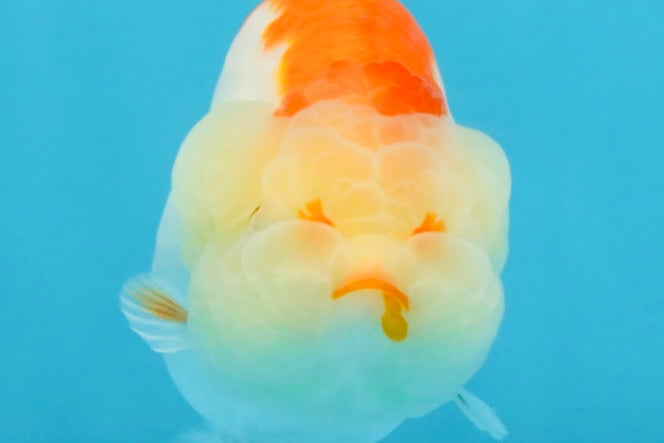 AAA Grade Red White LionQueen 4 inches #103125LC_24