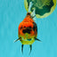 A Grade Tiger Oranda Female 5.5 inches #062626OR_38
