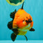 CHARLIE AAA Grade Apache Yuanbao Male 6.5 inches #071726YB_14