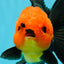 Grumpy 😡 A Grade Red Head Button Eyes Oranda Male 4.5-5 inches #1004OR_38