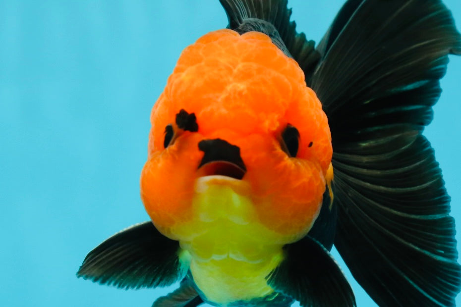 Grumpy 😡 A Grade Red Head Button Eyes Oranda Male 4.5-5 inches #1004OR_38