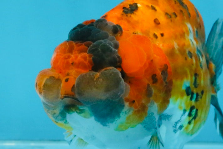 Tiger LionChu Female 5 inches #112825LC_14