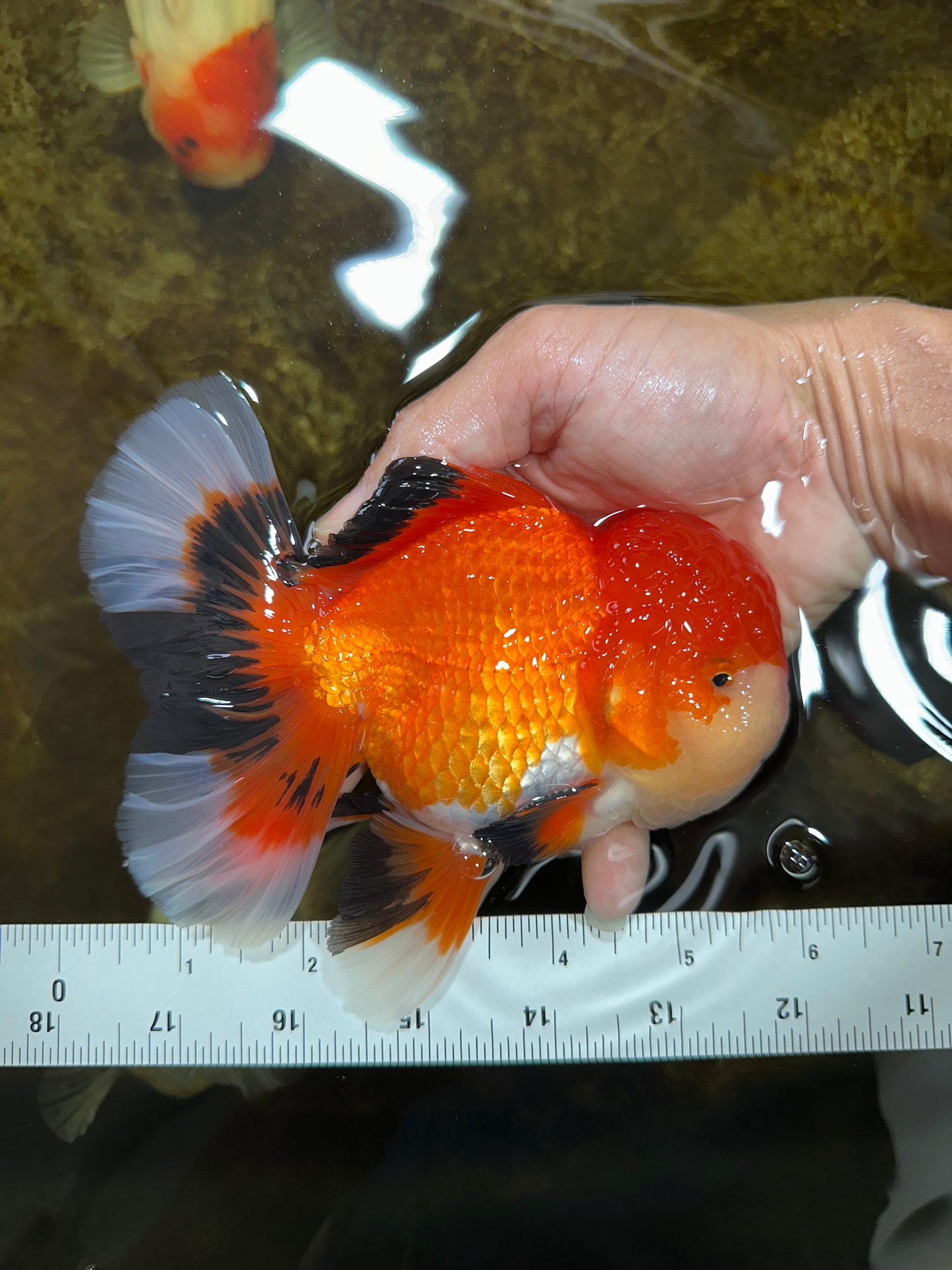 AAA Grade CHUBBY CHEEK Apache Oranda Male 5.5-6 inches #080825OR_19