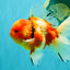 A Grade Sakura Oranda Male 5.5-6 inches #080726OR_19