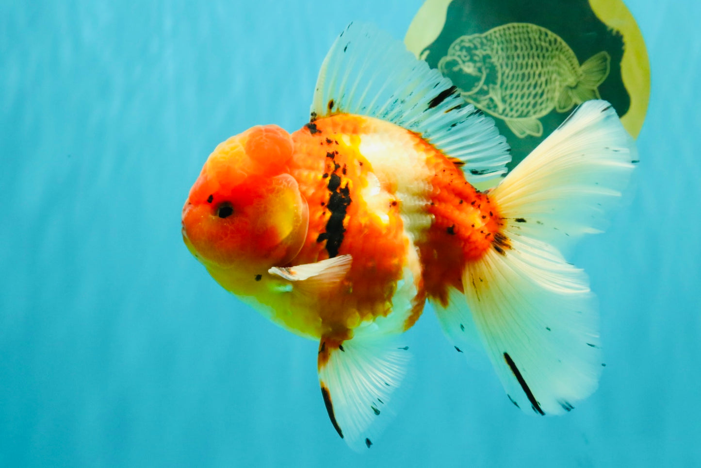 A Grade Sakura Oranda Male 5.5-6 inches #080726OR_19