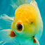 A Grade White Oranda Male 6 inches #100926OR_16