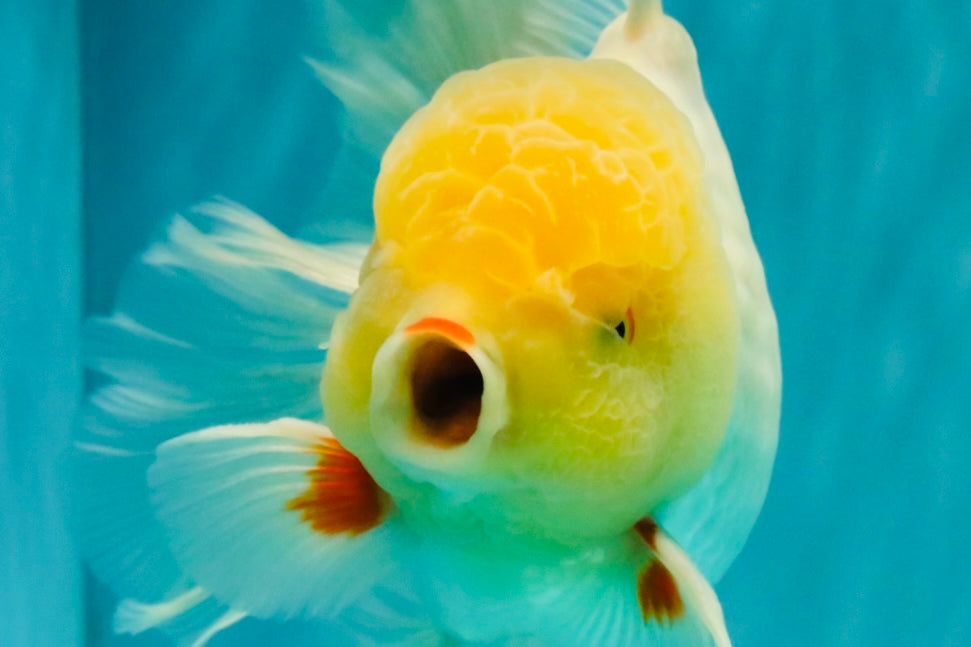 A Grade White Oranda Male 6 inches #100926OR_16