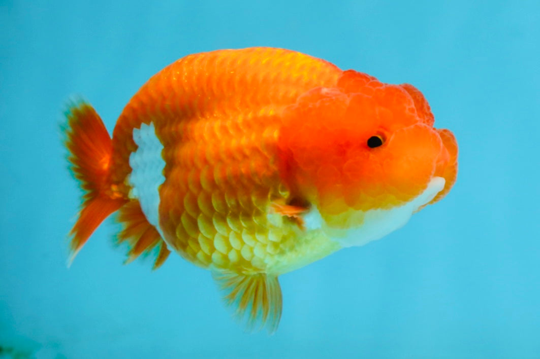 AAA Grade Young Red White LionQueen 4 inches #101025LC_04