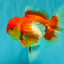 IRON MAN A Grade Red White Oranda Female 6-6.5 inches #080726OR_07