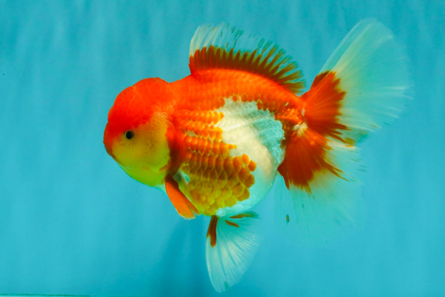 IRON MAN A Grade Red White Oranda Female 6-6.5 inches #080726OR_07