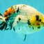CHUBBY AAA Grade Diamond Scale Tricolor Ranchu Male 5.5 inches #100926RC_27