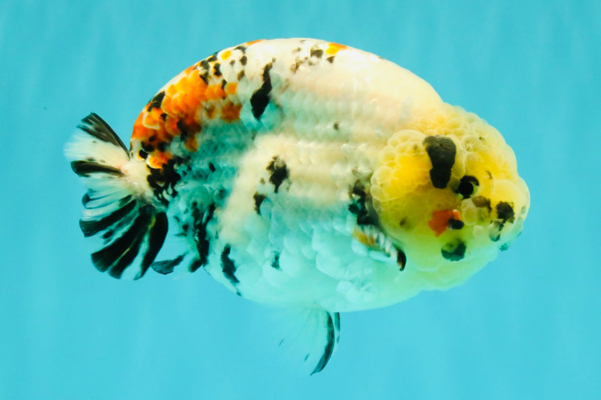 CHUBBY AAA Grade Diamond Scale Tricolor Ranchu Male 5.5 inches #100926RC_27
