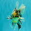 AAA Grade Long Tail White Marble Oranda Male 6.5-7 inches #062626OR_29