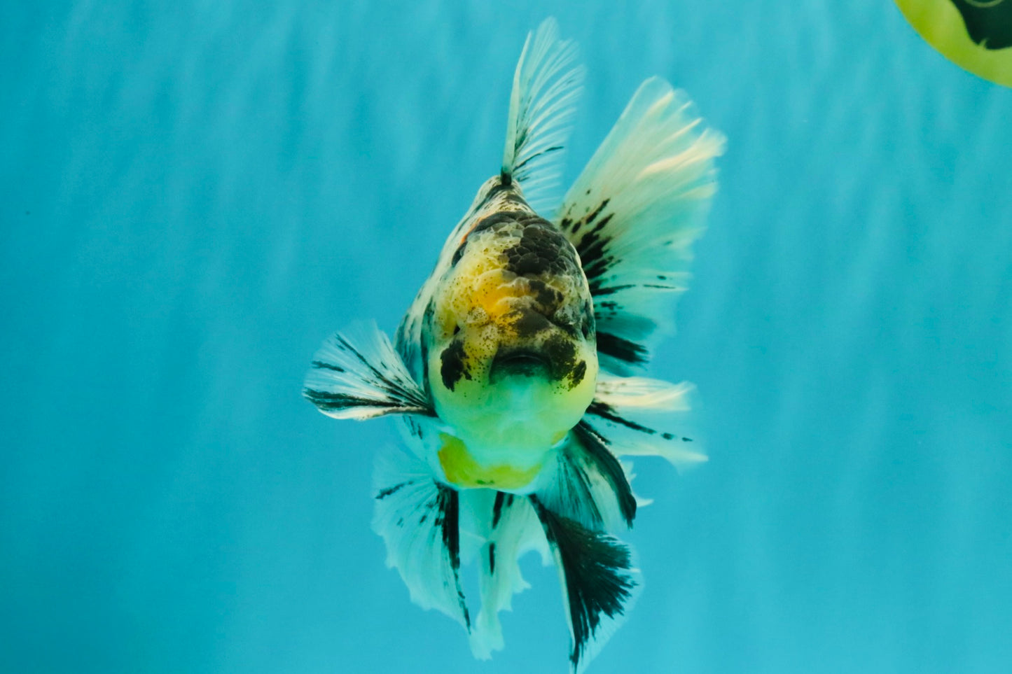 AAA Grade Long Tail White Marble Oranda Male 6.5-7 inches #062626OR_29