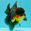 SPECIAL A Grade Apache Oranda Female 6-6.5 inches #050826OR_05