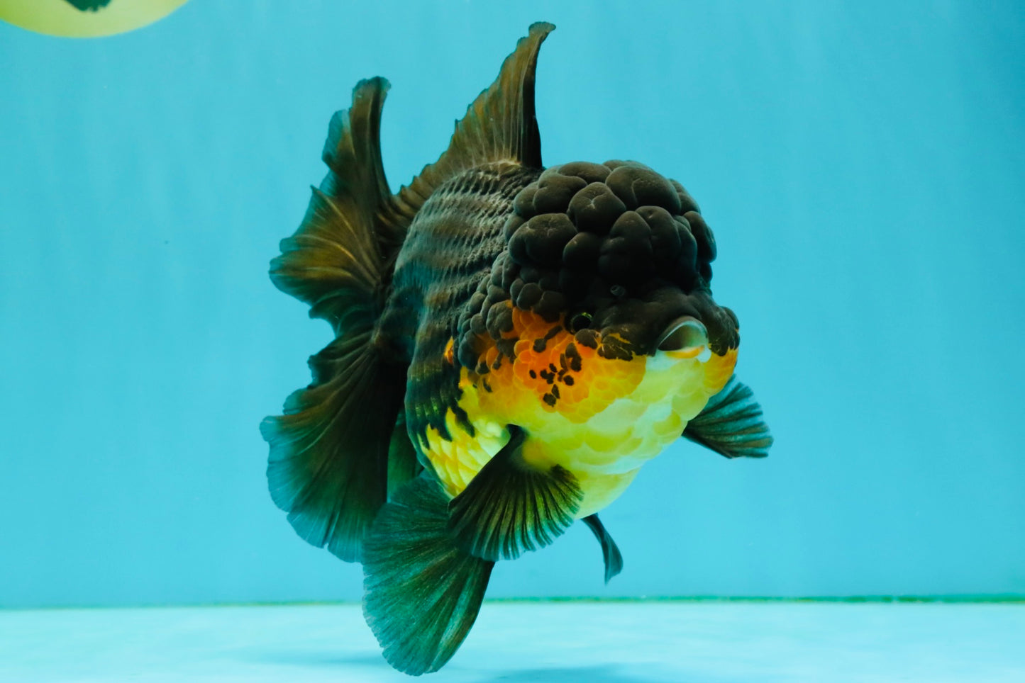 SPECIAL A Grade Apache Oranda Female 6-6.5 inches #050826OR_05