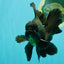 A Grade Broadtail Black Oranda Male 6.5-7 inches #101626OR_20