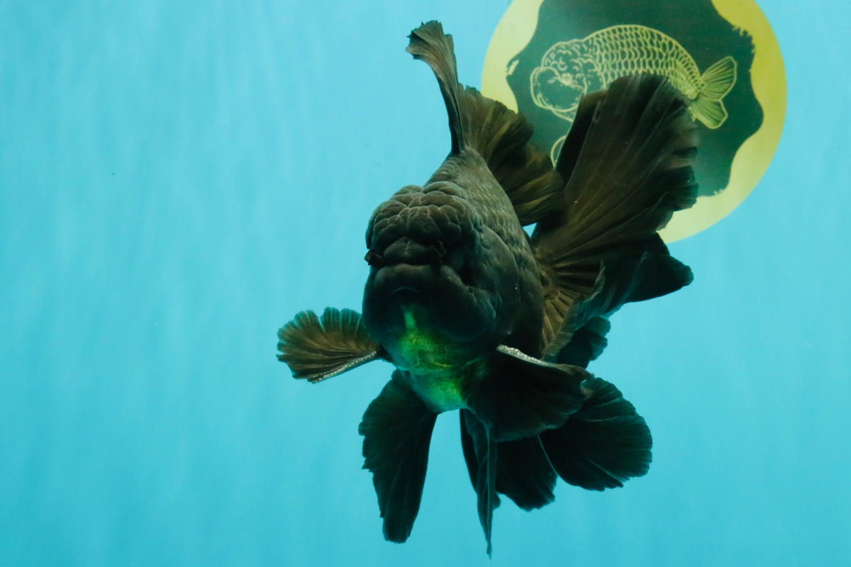 A Grade Broadtail Black Oranda Male 6.5-7 inches #101626OR_20
