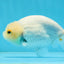 Snow White Lionchu Female 4 inches #0920LC_13