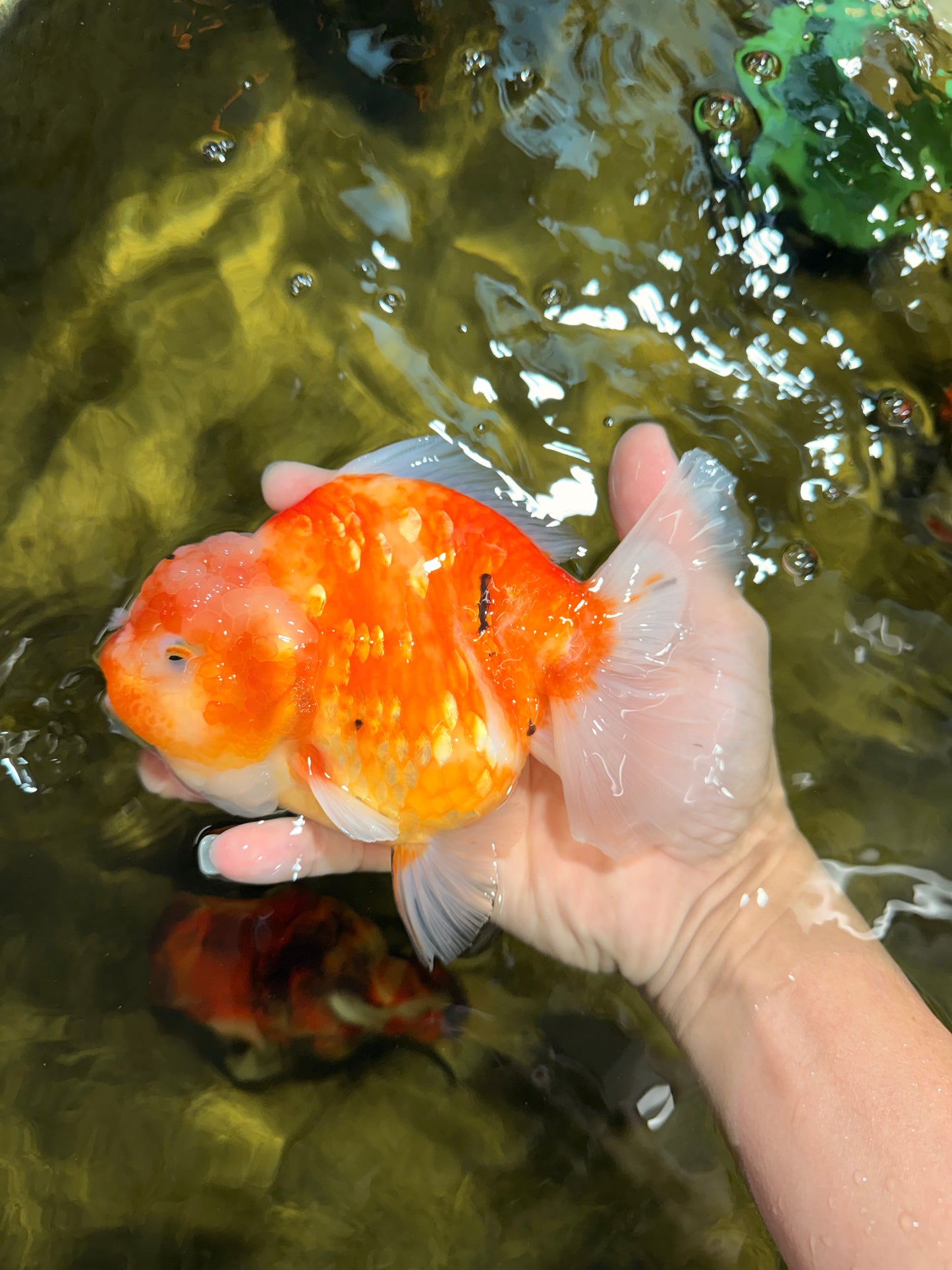 A Grade Sakura Yuanbao Female 6 inches #111425YB_02