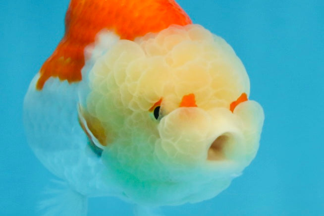 POPCORN AAA Grade Red White Kohaku LionQueen 4 inches #101725LC_05