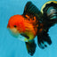 NEMO AAA Grade Apache Oranda Male 6.5 inches  #082225OR_09