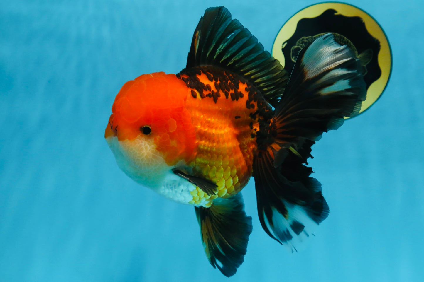 NEMO AAA Grade Apache Oranda Male 6.5 inches  #082225OR_09